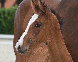 horse Stute von Zoom (Westphalian, 2020, from Zoom)