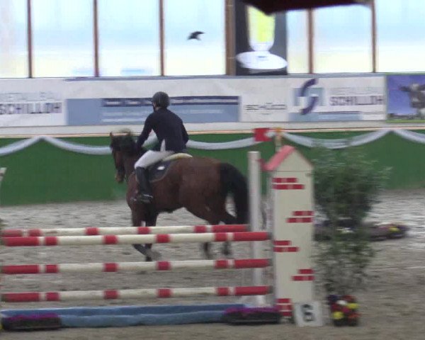 Keppelner Springpferdemeeting 2016