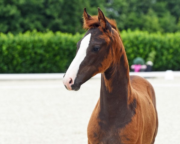 horse Dieter (Westphalian, 2020, from Da Vinci Code 6)