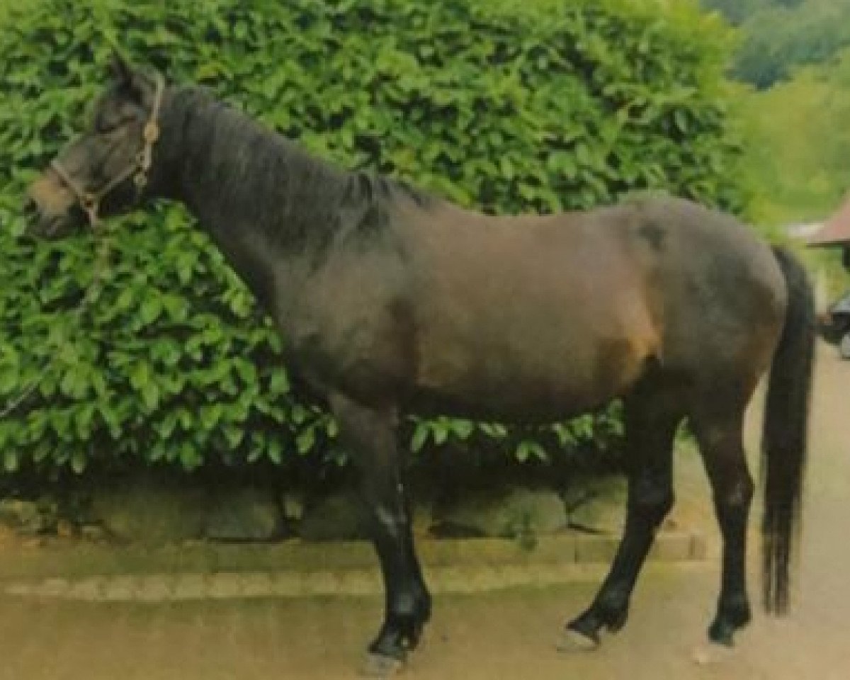 horse Kopernikus (Trakehner, 2001, from Stradivari)