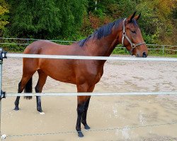 dressage horse Bentley G (Württemberger, 2016, from Bordeaux 28)