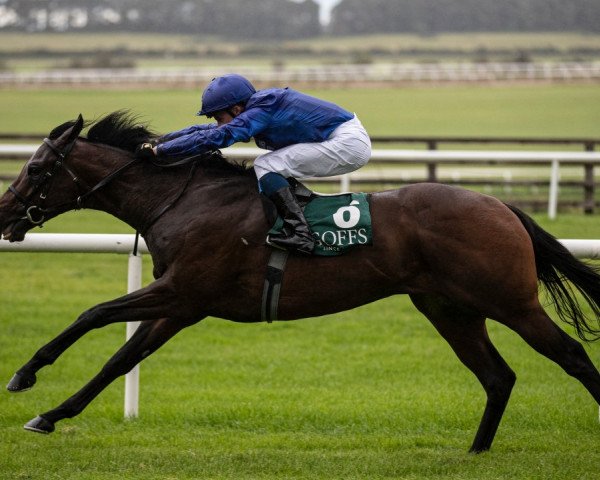 horse Pinatubo xx (Thoroughbred, 2017, from Shamardal xx)