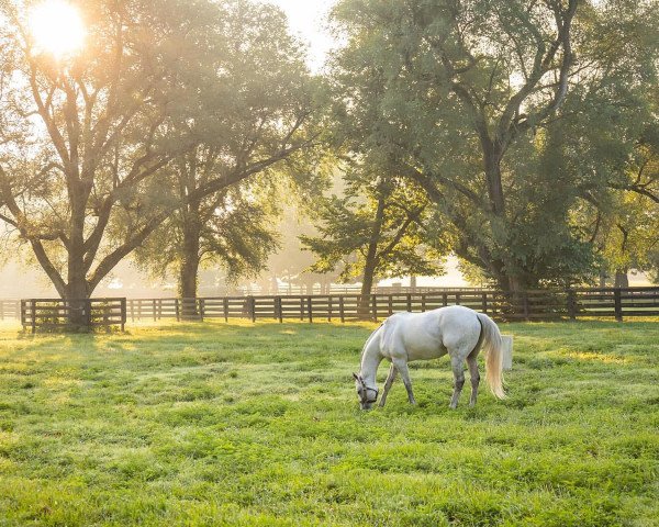 stallion Race Day xx (Thoroughbred, 2011, from Tapit xx)