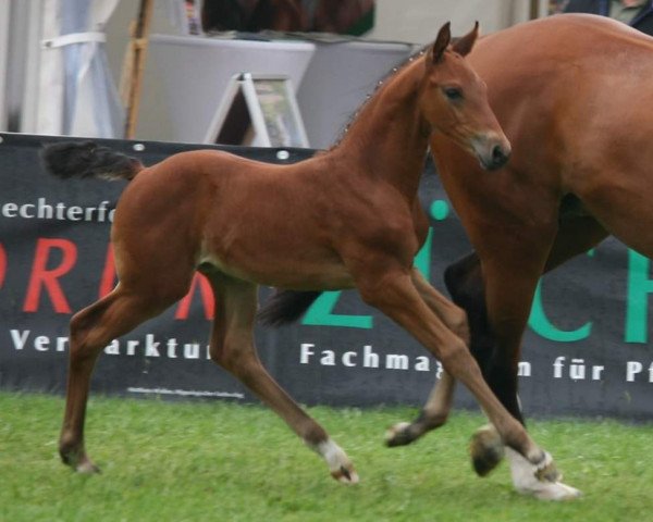 horse Balin (Oldenburg, 2019, from Blue Hors Baron)