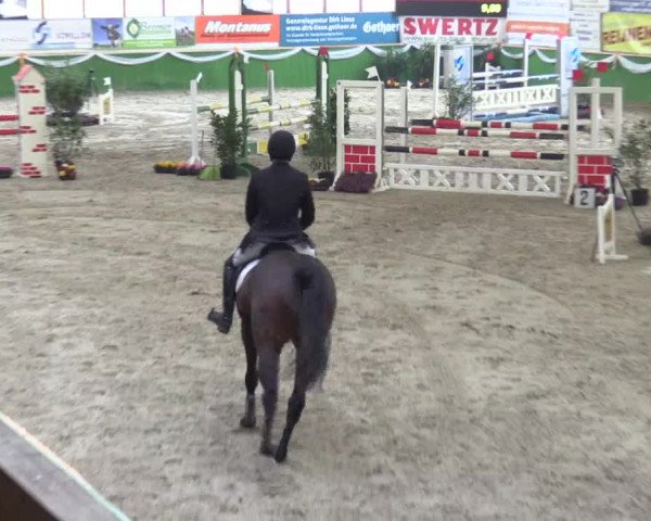 Keppelner Springpferdemeeting 2016