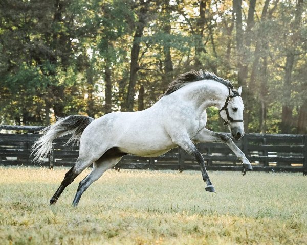Deckhengst Cross Traffic xx (Englisches Vollblut, 2009, von Unbridled's Song xx)
