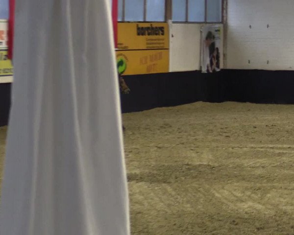 Reitturnier Borken 2016