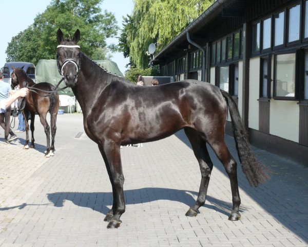 broodmare Herzhafte (Trakehner, 2016, from Sir Sansibar)