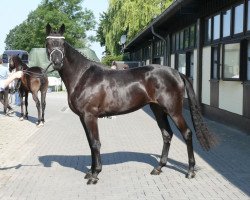 broodmare Herzhafte (Trakehner, 2016, from Sir Sansibar)
