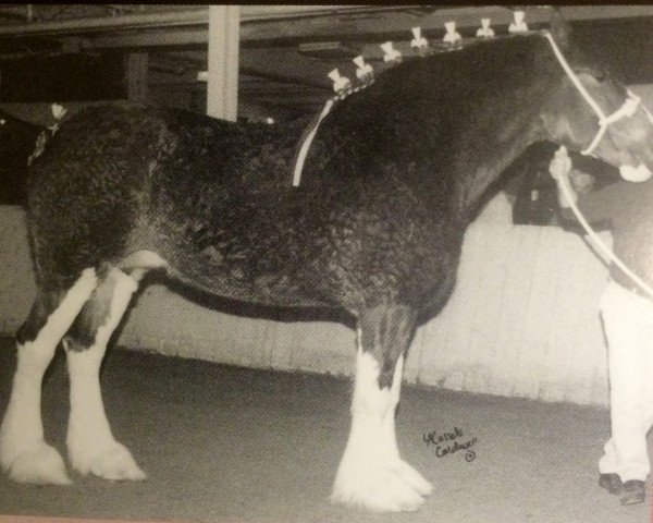 broodmare Ozark's Royal Belle (Clydesdale, 1995, from Ceasar of Olde Pine Tree Winston)