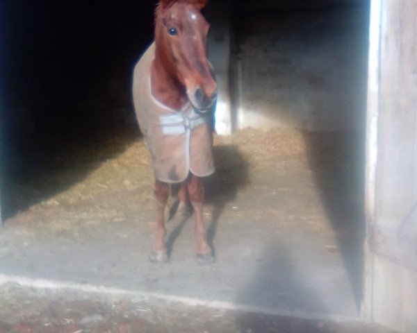jumper Ulla 43 (Mecklenburg, 1996, from Ustinov)