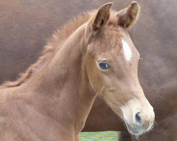 horse Hengst von Rohdiamant / Lauries Crusador xx (Oldenburg, 2016, from Rohdiamant)