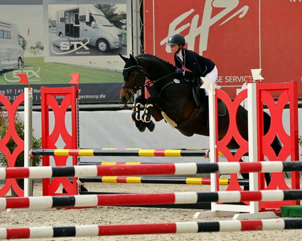Springpferd La Jolie 79 (Westfale, 2012, von Last Man Standing)