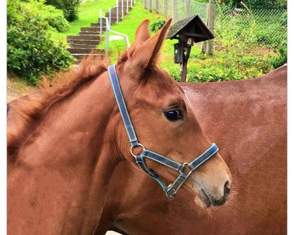 horse Zackerey´s Peach (German Sport Horse, 2020, from Blue Hors Zackerey)