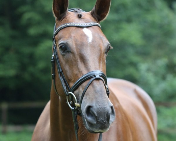 dressage horse Fleura (Westphalian, 2006, from Fürst Piccolo)