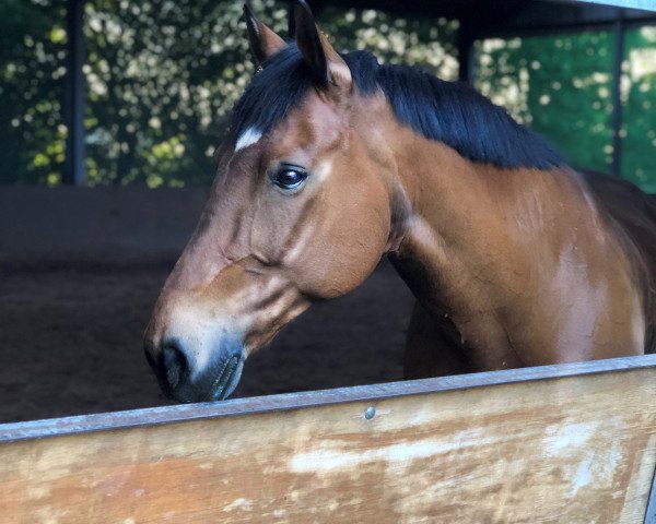 horse Risco Donzelot (Belgian Warmblood,  , from Arpad des Six Censes)