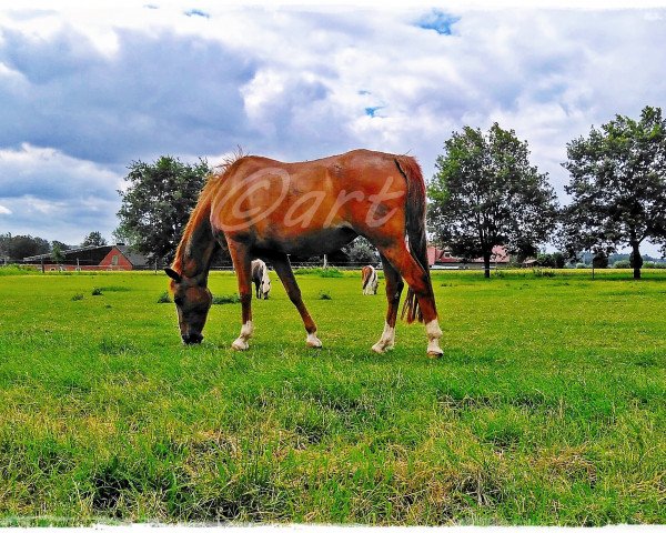 Zuchtstute Daja Sai (Deutsches Reitpony, 2002, von Dornik B)