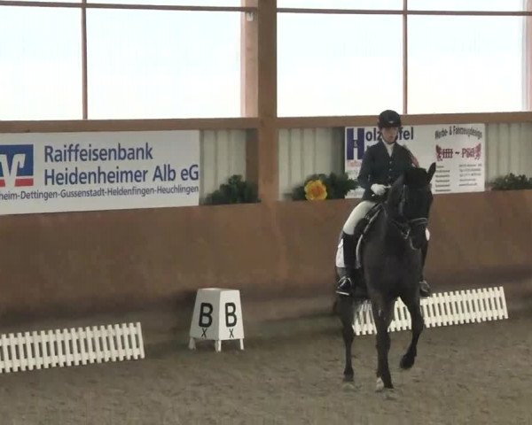 Reitturnier Dettingen 2016