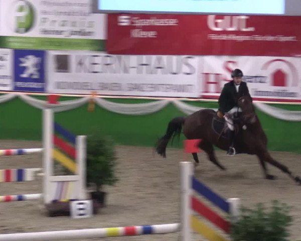 Keppelner Springpferdemeeting 2016