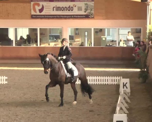 Reitturnier Dettingen 2016