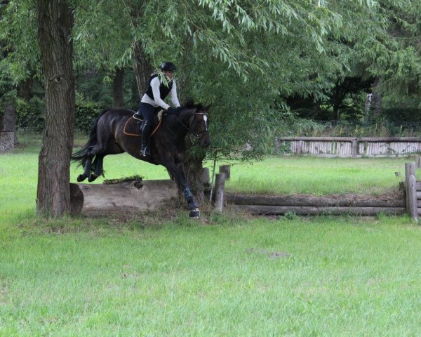 broodmare Freaky Surprise (Westphalian, 2010, from Fineliner 2)