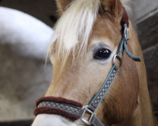 horse Aragon 517 (Haflinger, 2010, from Aaron-B) horse Aragon 517 (Haflinger, 2010, from Aaron-B)