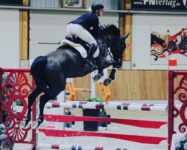 jumper Kantalou (Hanoverian, 2014, from Kannan)