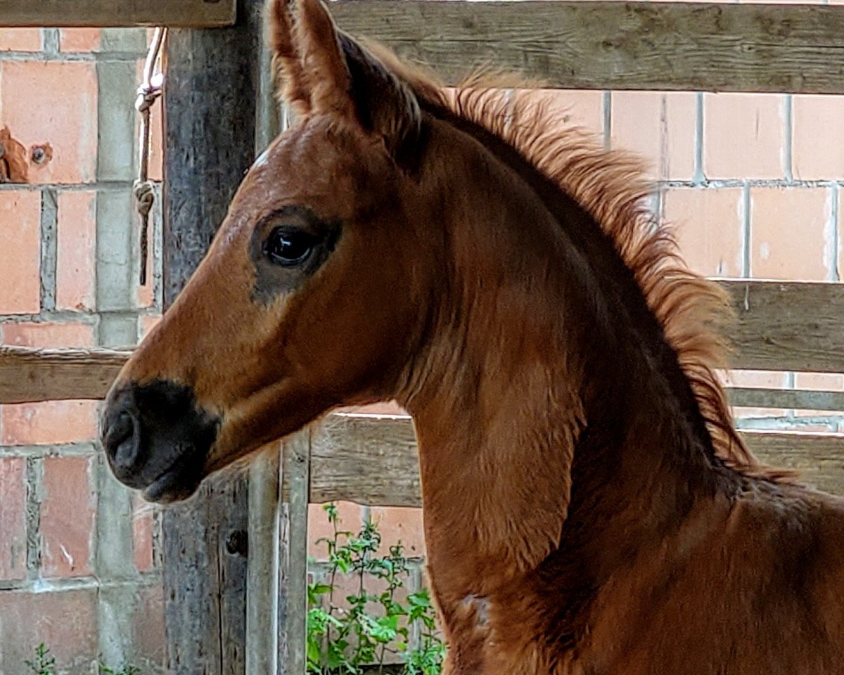 Pferd Ferrero (Hannoveraner,  , von Fidertanz)