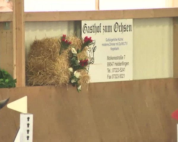 Reitturnier Dettingen 2016