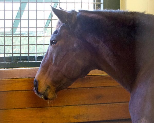 stallion Belong To Me xx (Thoroughbred, 1989, from Danzig xx) stallion Belong To Me xx (Thoroughbred, 1989, from Danzig xx)