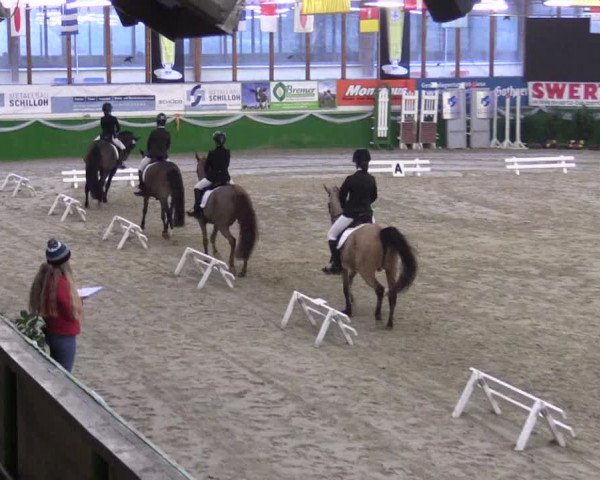 Keppelner Springpferdemeeting 2016
