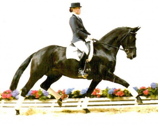 broodmare Artige (Oldenburg, 1996, from Canaster I)