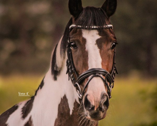 Dressurpferd Surprise 233 (Pinto mit Reitpferdepedigree, 2007, von Salino Star)