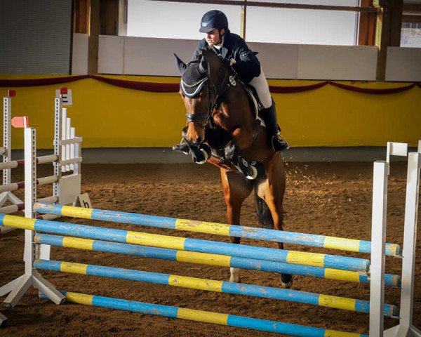 broodmare Zimt Und Zucker 3 (Oldenburg show jumper, 2014, from Zinedine)