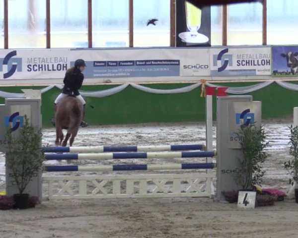 Keppelner Springpferdemeeting 2016