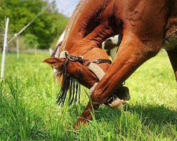 dressage horse Haseef Ibn Sheitan ox (Arabian purebred, 1997, from UP Sheitan EAO)