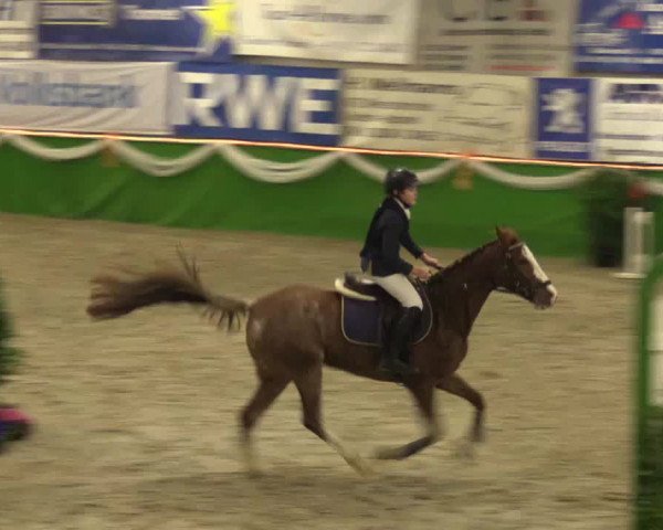 Keppelner Springpferdemeeting 2016