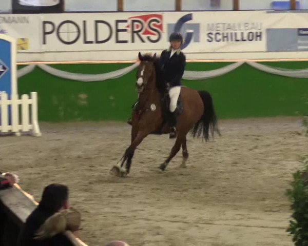 Keppelner Springpferdemeeting 2016