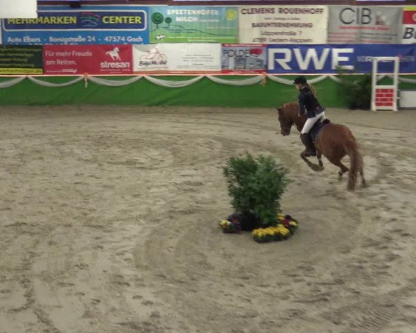 Keppelner Springpferdemeeting 2016