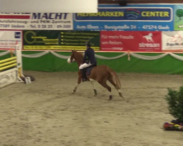 Keppelner Springpferdemeeting 2016