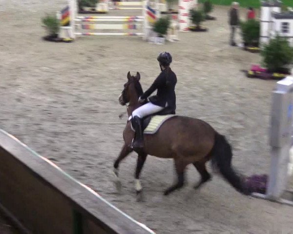 Keppelner Springpferdemeeting 2016