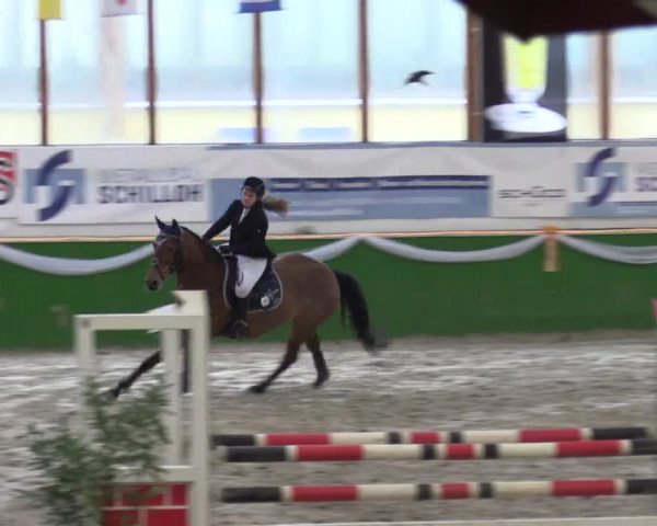 Keppelner Springpferdemeeting 2016