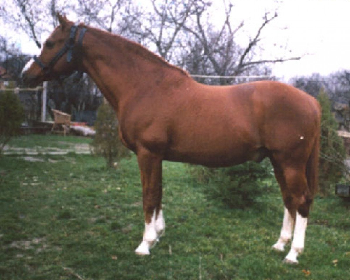 stallion King's Fancy xx (Thoroughbred, 1968, from King's Troop xx)