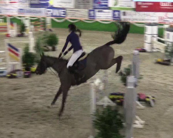 Keppelner Springpferdemeeting 2016