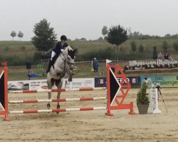 dressage horse Kodars (Latvian Warmblood, 2008, from Corall)