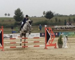 dressage horse Kodars (Latvian Warmblood, 2008, from Corall)