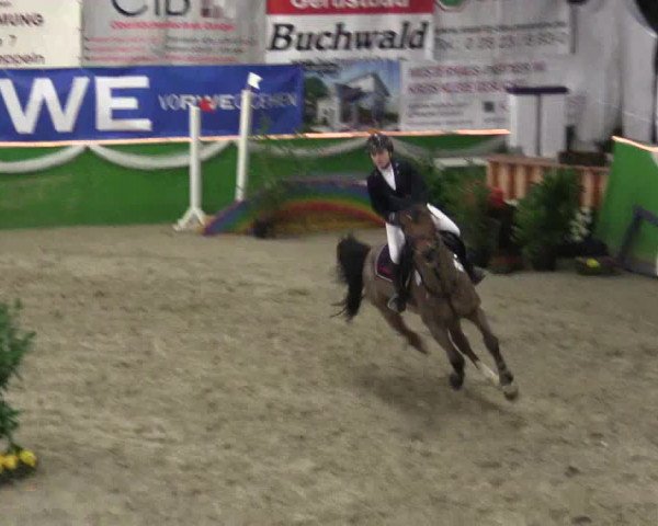 Keppelner Springpferdemeeting 2016