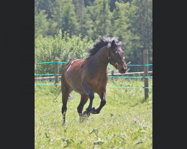Pferd Grisella von der Sonnenalp (Connemara-Pony, 2010, von El Larry II)