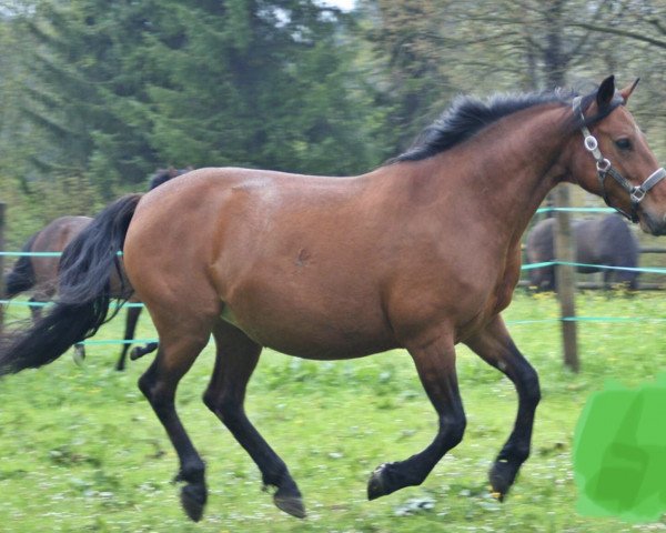Zuchtstute Sky Giulietta (Connemara-Pony, 2001, von Frederiksminde Hazy Marvel 8 C)
