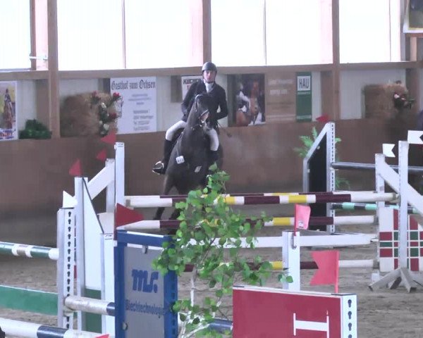 Reitturnier Dettingen 2016